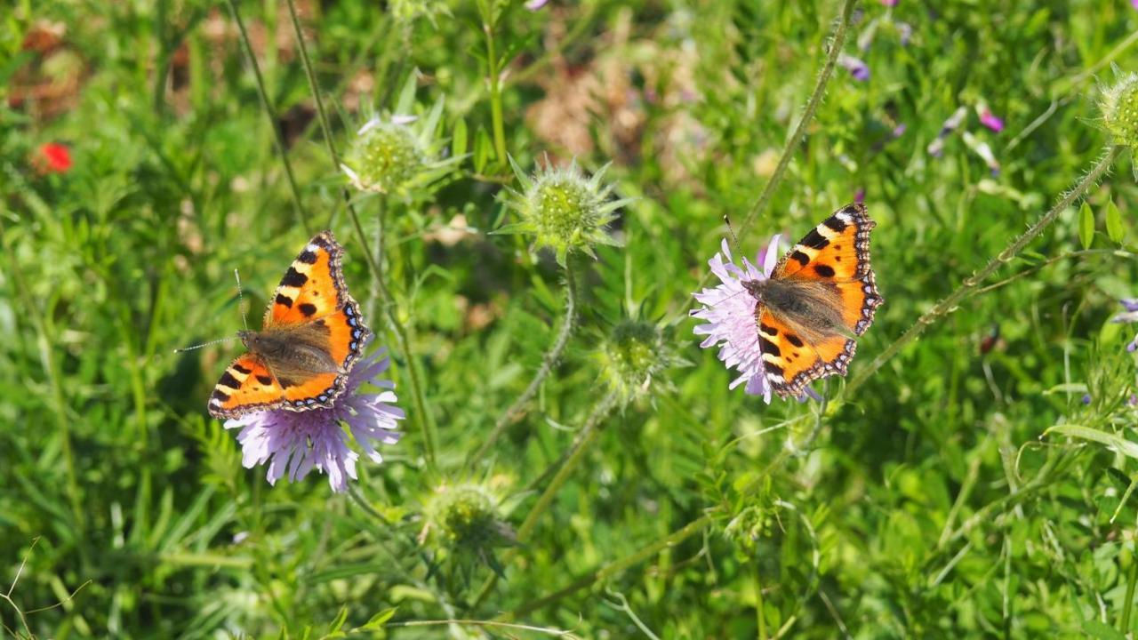 Urlaub im Naturgarten Bergneustadt Exterior foto